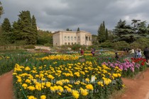 В эти дни в Никитском ботаническом саду в 62-й раз проходил Бал хризантем - цветочная выставка насчитывающая около 300 видов хризантем и коллекция ее постоянно пополняется