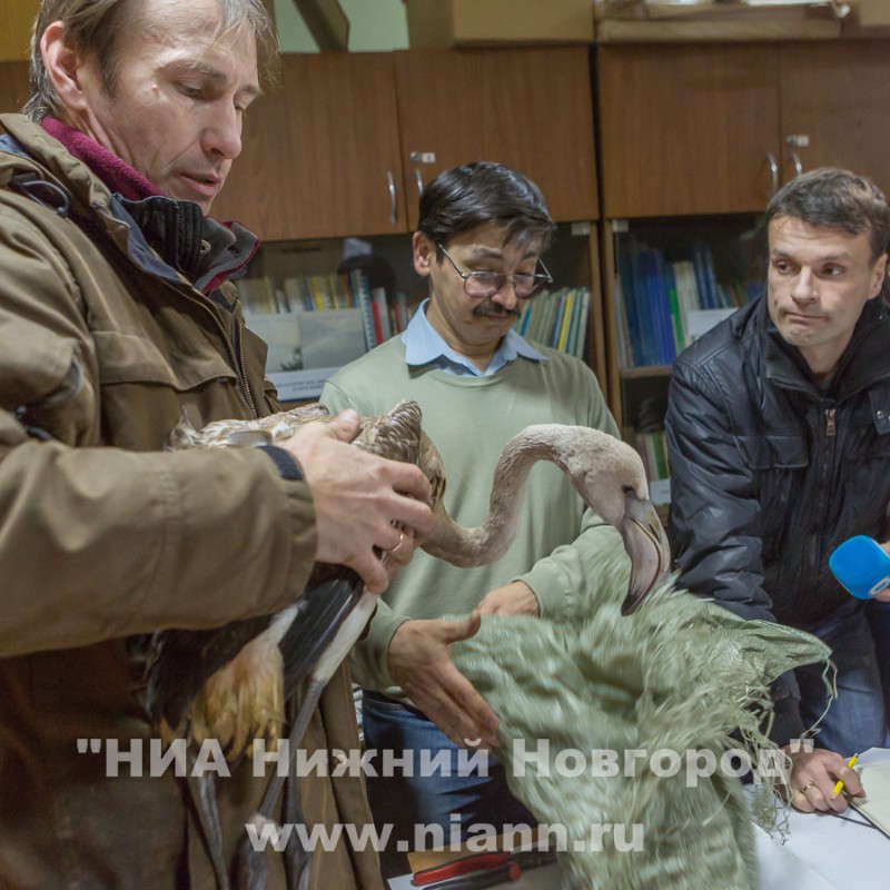 Орнитологи экоцентра Дронт поймали второго залетевшего на территорию Нижегородской области розового фламинго 6 ноября