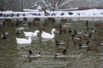 Птичий двор на территории предприятия