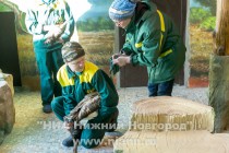 Спасенных розовых фламинго поселили в специальный вольер в нижегородском зоопарке Лимпопо