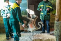 Спасенных розовых фламинго поселили в специальный вольер в нижегородском зоопарке Лимпопо