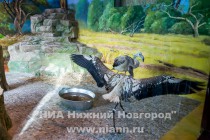 Спасенных розовых фламинго поселили в специальный вольер в нижегородском зоопарке Лимпопо