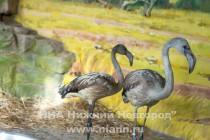 Спасенных розовых фламинго поселили в специальный вольер в нижегородском зоопарке Лимпопо