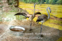 Спасенных розовых фламинго поселили в специальный вольер в нижегородском зоопарке Лимпопо