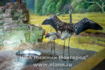 Спасенных розовых фламинго поселили в специальный вольер в нижегородском зоопарке Лимпопо