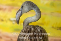 Спасенных розовых фламинго поселили в специальный вольер в нижегородском зоопарке Лимпопо