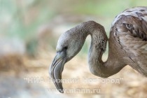 Спасенных розовых фламинго поселили в специальный вольер в нижегородском зоопарке Лимпопо