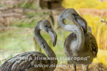 Спасенных розовых фламинго поселили в специальный вольер в нижегородском зоопарке Лимпопо