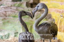 Спасенных розовых фламинго поселили в специальный вольер в нижегородском зоопарке Лимпопо