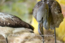 Спасенных розовых фламинго поселили в специальный вольер в нижегородском зоопарке Лимпопо