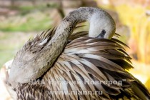 Спасенных розовых фламинго поселили в специальный вольер в нижегородском зоопарке Лимпопо