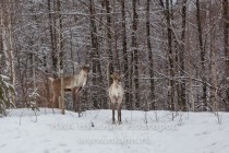 Инспекционная проверка проекта по восстановлению популяции лесного северного оленя в экоцентре заповедника Керженский