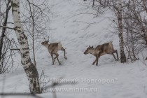 Инспекционная проверка проекта по восстановлению популяции лесного северного оленя в экоцентре заповедника Керженский