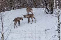 Инспекционная проверка проекта по восстановлению популяции лесного северного оленя в экоцентре заповедника Керженский