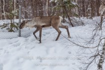 Инспекционная проверка проекта по восстановлению популяции лесного северного оленя в экоцентре заповедника Керженский