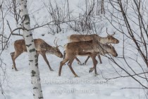 Инспекционная проверка проекта по восстановлению популяции лесного северного оленя в экоцентре заповедника Керженский