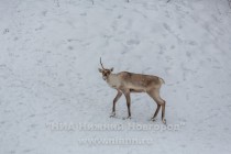 Инспекционная проверка проекта по восстановлению популяции лесного северного оленя в экоцентре заповедника Керженский