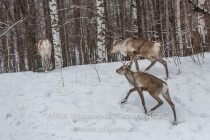 Инспекционная проверка проекта по восстановлению популяции лесного северного оленя в экоцентре заповедника Керженский