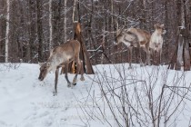 Инспекционная проверка проекта по восстановлению популяции лесного северного оленя в экоцентре заповедника Керженский