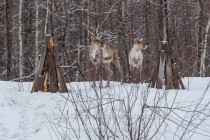 Инспекционная проверка проекта по восстановлению популяции лесного северного оленя в экоцентре заповедника Керженский
