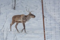 Инспекционная проверка проекта по восстановлению популяции лесного северного оленя в экоцентре заповедника Керженский