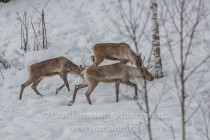 Инспекционная проверка проекта по восстановлению популяции лесного северного оленя в экоцентре заповедника Керженский