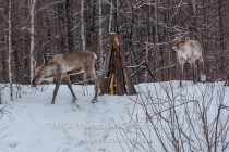 Инспекционная проверка проекта по восстановлению популяции лесного северного оленя в экоцентре заповедника Керженский