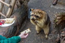 Питомцев нижегородского зоопарка Лимпопо угостили блинами по случаю Масленицы
