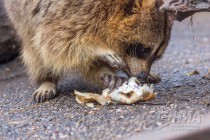 Питомцев нижегородского зоопарка Лимпопо угостили блинами по случаю Масленицы