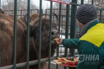 Питомцев нижегородского зоопарка Лимпопо угостили блинами по случаю Масленицы