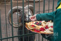 Питомцев нижегородского зоопарка Лимпопо угостили блинами по случаю Масленицы