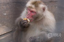 Питомцев нижегородского зоопарка Лимпопо угостили блинами по случаю Масленицы