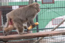 Питомцев нижегородского зоопарка Лимпопо угостили блинами по случаю Масленицы