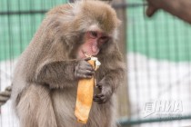 Питомцев нижегородского зоопарка Лимпопо угостили блинами по случаю Масленицы