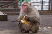 Питомцев нижегородского зоопарка Лимпопо угостили блинами по случаю Масленицы