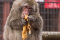 Питомцев нижегородского зоопарка Лимпопо угостили блинами по случаю Масленицы