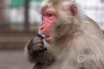 Питомцев нижегородского зоопарка Лимпопо угостили блинами по случаю Масленицы