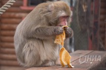 Питомцев нижегородского зоопарка Лимпопо угостили блинами по случаю Масленицы