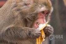 Питомцев нижегородского зоопарка Лимпопо угостили блинами по случаю Масленицы