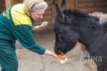 Питомцев нижегородского зоопарка Лимпопо угостили блинами по случаю Масленицы