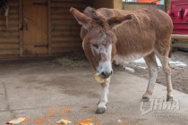 Питомцев нижегородского зоопарка Лимпопо угостили блинами по случаю Масленицы