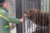 Питомцев нижегородского зоопарка Лимпопо угостили блинами по случаю Масленицы