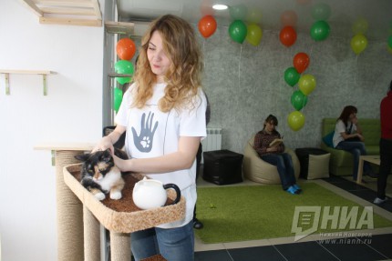 Котокафе MURZIK открылось в Нижнем Новгороде