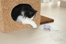Котокафе MURZIK открылось в Нижнем Новгороде