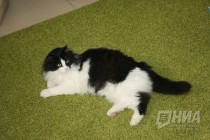 Котокафе MURZIK открылось в Нижнем Новгороде