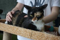Котокафе MURZIK открылось в Нижнем Новгороде