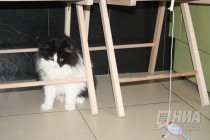 Котокафе MURZIK открылось в Нижнем Новгороде