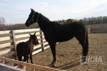 На территории экоаула Джайляу