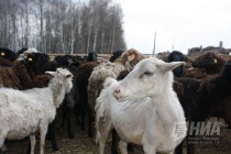 На территории экоаула Джайляу