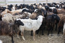 На территории экоаула Джайляу